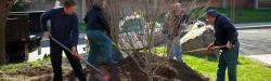 Facilities workers planting plants